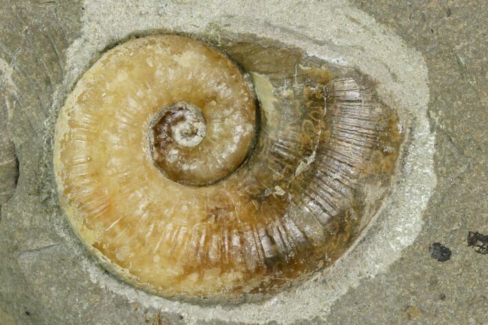 Agatized Ammonite (Lytoceras) Fossil in Rock - Mistelgau, Germany #125436